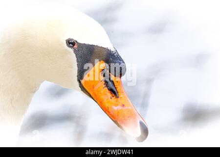 Close up di un cigno (Cygnus olor) Foto Stock