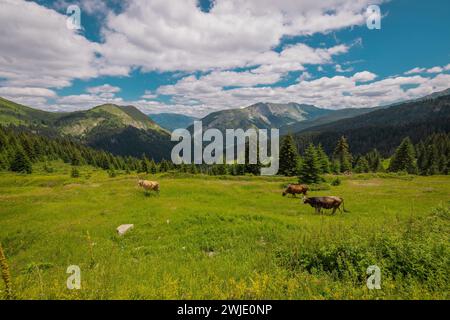 Vista da Cakor, passo di montagna stradale a Prokletije, al confine tra Montenegro e Kosovo. Pascoli verdi con alcune mucche, vista magnifica. Foto Stock