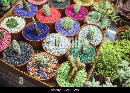 Piccoli cactus in pentole, pietre colorate nelle pentole con una moltitudine di graziosi cactus su un mercato delle spezie e del verde. Foto Stock