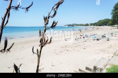Lino nativo della nuova Zelanda (Harakeke) a Takapuna Beach. Persone e rimorchi irriconoscibili sulla spiaggia. Auckland. Foto Stock