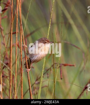 prinia pianura, anche conosciuto come il wren-warbler pianura o wren-warbler bianco-browed, è un piccolo wren-warbler cisticolid trovato in Asia sudorientale. Foto Stock