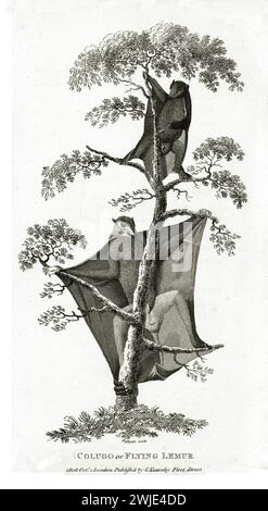 Vecchia illustrazione incisa di Colugo o Flying Lemur (Sunda Flying Lemur). Creato da George Shaw, pubblicato su Zoological Lectures, Londra, 1809 Foto Stock