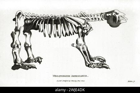 Vecchia illustrazione incisa dello scheletro del Megatherium Americanum. Creato da George Shaw, pubblicato su Zoological Lectures, Londra, 1809 Foto Stock