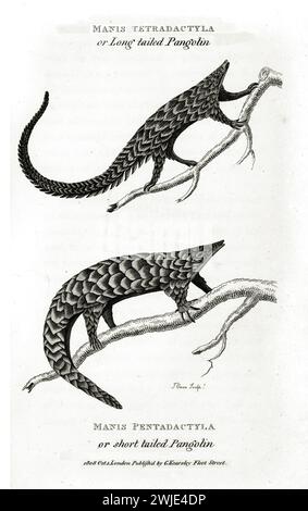 Vecchia illustrazione gemella di Manis Tetradactyla e Manis Pentadactyla. Creato da George Shaw, pubblicato su Zoological Lectures, Londra, 1809 Foto Stock