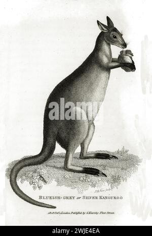 Raffinata incisione del 1809 di canguro grigio bluastro o argento (Macropus giganteus), mostrata in posizione verticale con fogliame, su terreno ruvido e ba bianca Foto Stock