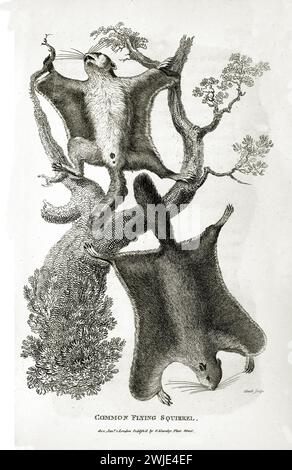 Vecchia illustrazione incisa dello scoiattolo volante comune. Creato da George Shaw, pubblicato su Zoological Lectures, Londra, 1809. Foto Stock