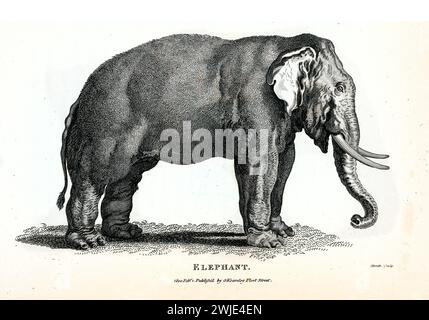 Finemente dettagliata incisione 1809 di Elefante (Elephas maximus o Loxodonta africana), in profilo con zanne visibili, su terreno botanico e bianco bg Foto Stock