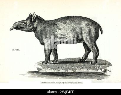 1809 incisione di tapir (Tapirus terrestris), in piedi su un'isola rocciosa in mezzo all'acqua, resa in sottili tratteggi incrociati e linee parallele, sfondo bianco Foto Stock