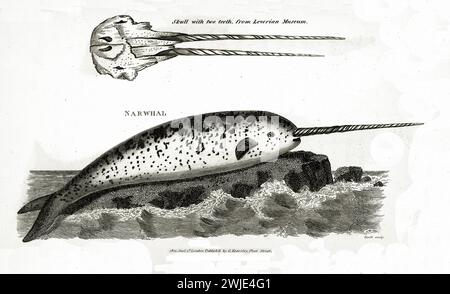 Vecchia illustrazione incisa di Narwhal. Creato da George Shaw, pubblicato su Zoological Lectures, Londra, 1809. Foto Stock