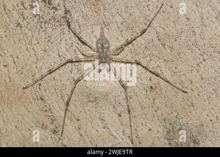 Un maschio Tamopsis Spider, si trova in attesa contro il tronco dell'albero. Foto Stock