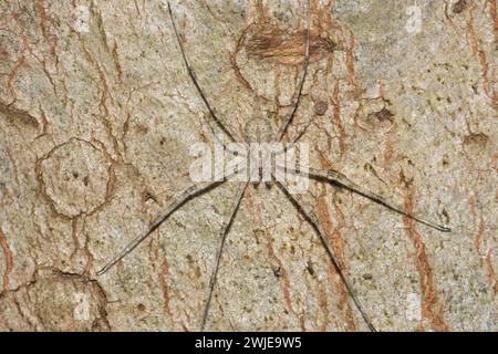 Un maschio Tamopsis Spider, si trova in attesa contro il tronco dell'albero. Foto Stock