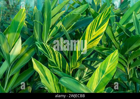 Foglie striate di zenzero variegato Foto Stock