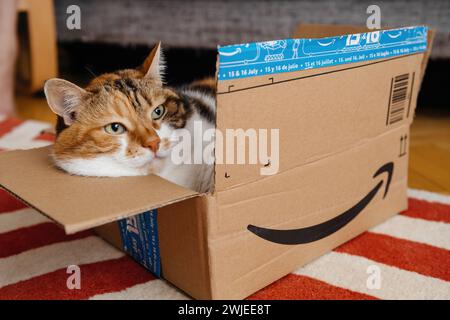 Gatto calico con occhi verdi che guarda fuori da una scatola di cartone aperta Amazon prime su un tappeto a righe. Foto Stock