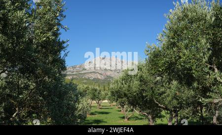 Olivi e cresta calcarea "montagne Sainte-Victoire" sullo sfondo (Francia sud-orientale) Foto Stock