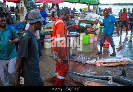 Un pescatore ha grandi ami e code e si erge sopra gli squali trebbianti comuni (Alopias vulpinus) che ha catturato al mercato del pesce Kivukoni, Dar es Salaam Foto Stock