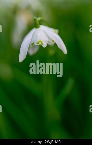 Primo piano di un singolo fiore di Snowdrop, (Galanthus nivalis) isolato contro uno sfondo sfocato Foto Stock