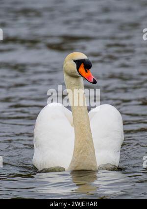 Una bella e aggraziata cigno Muto, (Cygnus olor), scivola sulla superficie di un lago in Stanley Park, Blackpool, Lancashire, Regno Unito. Foto Stock