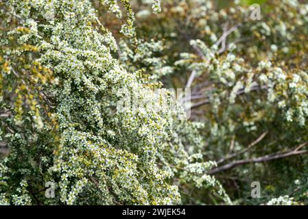 La massa bianca fiorente arbusto nativo australiano, il Leptospermum polygalifolium, che cresce e fiorisce in primavera nel nuovo Galles del Sud, Australia Foto Stock