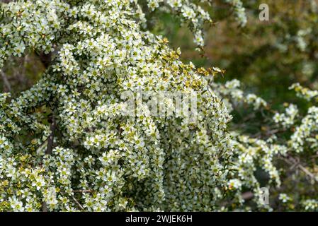 La massa bianca fiorente arbusto nativo australiano, il Leptospermum polygalifolium, che cresce e fiorisce in primavera nel nuovo Galles del Sud, Australia Foto Stock