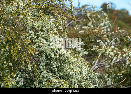 La massa bianca fiorente arbusto nativo australiano, il Leptospermum polygalifolium, che cresce e fiorisce in primavera nel nuovo Galles del Sud, Australia Foto Stock