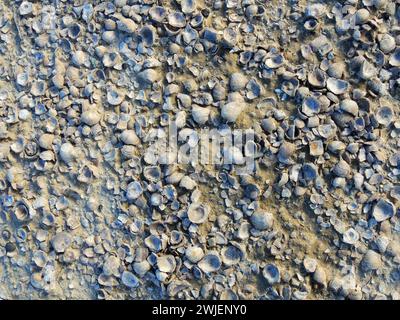 conchiglie di ostriche fossilizzate in un'antica barriera corallina vicino al parco nazionale capitol reef, utah Foto Stock