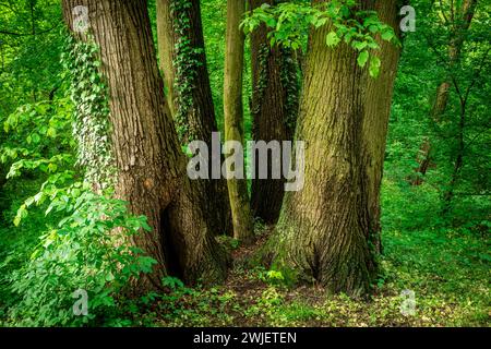 Gli alberi con lussureggiante vegetazione verde si ergono in un tranquillo ambiente boschivo Foto Stock