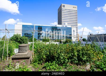 Paesi Bassi, Rotterdam: Tetto dell'edificio Schieblok, ex edificio per uffici nel centro della città, con giardino Foto Stock