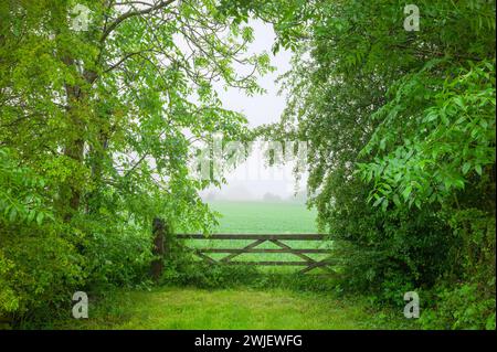 Beverley, Regno Unito - Vista su un cancello agricolo in legno fiancheggiato da alberi e vegetazione verde che conduce a terreni agricoli con raccolto e cielo mattutino nebbioso. Beverley, Regno Unito. Foto Stock