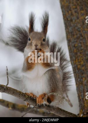 Lo squillo grigio mangia nocciole sugli alberi in inverno. Ritratto di scoiattolo tagliato nella natura selvaggia. Uno scoiattolo grigio che guarda la macchina fotografica. Verticale. Primo piano. Foto Stock