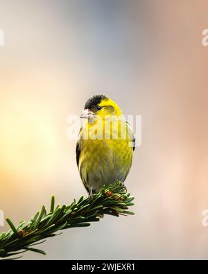 Un primo piano di un sipelle eurasiatica maschile arroccato su un ramo d'albero Foto Stock