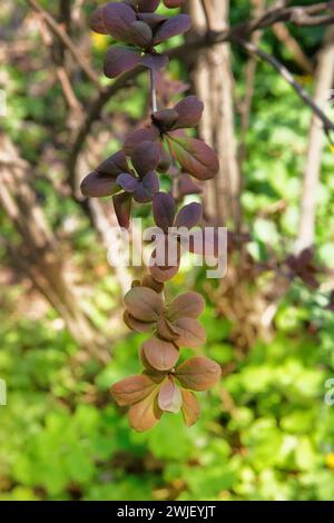 Berberis thunbergii. Cespugli luminosi viola decorativi sulle strade della città. Giardini e decorazioni nella stagione primaverile. Foto Stock