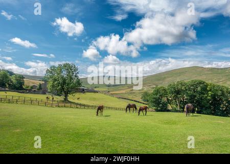 Cavalli bruni e puledri in un paddock in un allevamento di purosangue commerciale nelle Yorkshire Dales vicino Hawes, North Yorkshire, Regno Unito Foto Stock