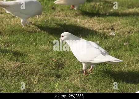 Un gregge di colombe bianche sull'erba Foto Stock