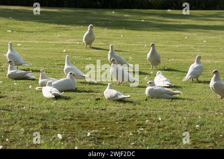 Un gregge di colombe bianche sull'erba Foto Stock