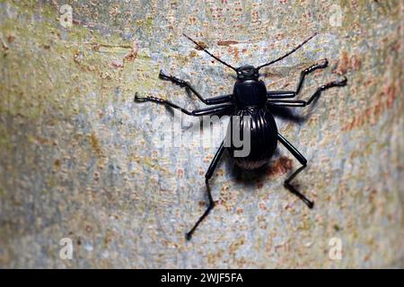 Scarabeo scuro non identificato (famiglia Tenebrionidae) della riserva naturale di Las Arrieras, Costa Rica. Foto Stock