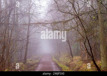 Dundee, Tayside, Scozia, Regno Unito. 15 febbraio 2024. Meteo nel Regno Unito: Templeton Woods a Dundee offre un'atmosfera inquietante con docce a pioggia nebbiose, rendendolo un luogo ideale per gli scenari cinematografici horror. Il bosco offre magnifiche passeggiate nella natura, caprioli che pascolano il bosco, poiane, gialli, scoiattoli grigi e rossi e molti uccelli si trovano in tutto il bosco, rendendo Dundee una delle poche città in Gran Bretagna a ospitare questi graziosi mammiferi che abitano alberi. Crediti: Dundee Photographics/Alamy Live News Foto Stock