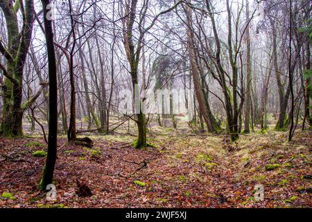 Dundee, Tayside, Scozia, Regno Unito. 15 febbraio 2024. Meteo nel Regno Unito: Templeton Woods a Dundee offre un'atmosfera inquietante con docce a pioggia nebbiose, rendendolo un luogo ideale per gli scenari cinematografici horror. Il bosco offre magnifiche passeggiate nella natura, caprioli che pascolano il bosco, poiane, gialli, scoiattoli grigi e rossi e molti uccelli si trovano in tutto il bosco, rendendo Dundee una delle poche città in Gran Bretagna a ospitare questi graziosi mammiferi che abitano alberi. Crediti: Dundee Photographics/Alamy Live News Foto Stock