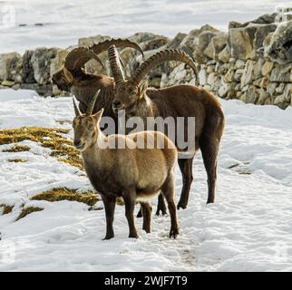 Stambecchi alpini (Capra ibex) in inverno e un muro di pietra secca vicino al Creux du Van nel monte svizzero del giura Foto Stock