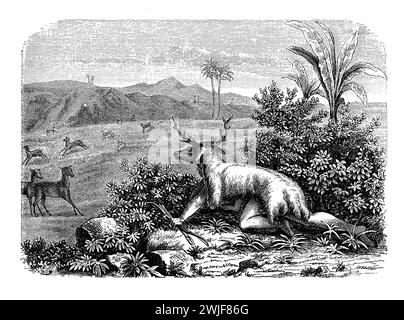 Hunter con un cervo mimetizzato di testa e pelle di animale che insegue le sue prede in un paesaggio tropicale, illustrazione del XIX secolo Foto Stock