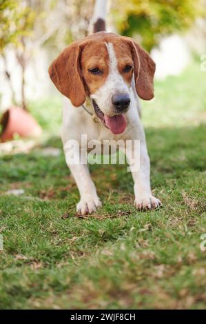 Giocare a cane beagle su prato erboso con luce estiva Foto Stock