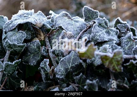 Una siepe di rami di edera verde arrampicata ricoperta di parrucchiere bianco Foto Stock