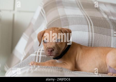 Cane Pitbull, cucciolo, che gioca felicemente sdraiato su un letto. Carino animale domestico. Foto Stock