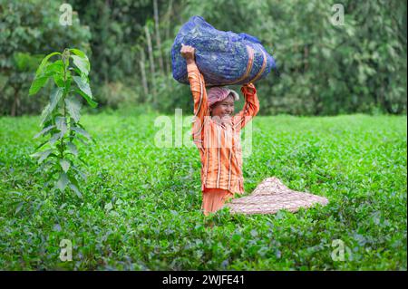 Lavoratore felice che raccoglie il raccolto di foglie di tè e porta un sacco di foglie in testa a Jorhat, India. Foto Stock