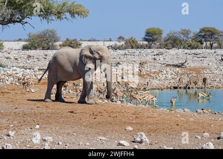 Elefante cespuglio africano (Loxodonta africana), toro con mandria di springboks (Antidorcas marsupialis) e Greater kudus, bevendo al pozzo d'acqua, Etosha NP, Foto Stock