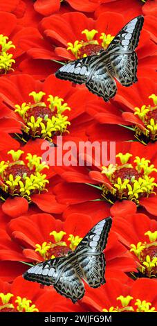 Fiori di Zinnia con una farfalla di clipper blu malese Foto Stock