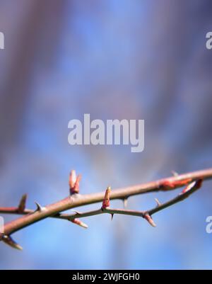 La stagione di fioritura di alberi e erbe può causare allergie. Primavera. Giornata di sole. Giardinaggio. Allergia. Polline. Striscione verde naturale. Prato primaverile e. Foto Stock