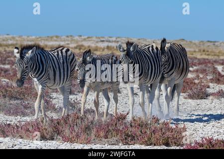 Zebre di Burchell (Equus quagga burchellii), branco, zebre con adulti che camminano di fila, uno dietro l'altro, Parco Nazionale di Etosha, Namibia, Foto Stock