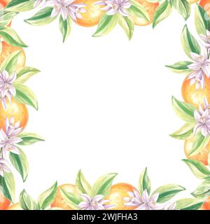 Modello da cartolina, cornice di fiori, foglie e arance su sfondo bianco. Rami di agrumi in fiore. Illustrazione isolata dell'acquerello disegnata a mano Foto Stock