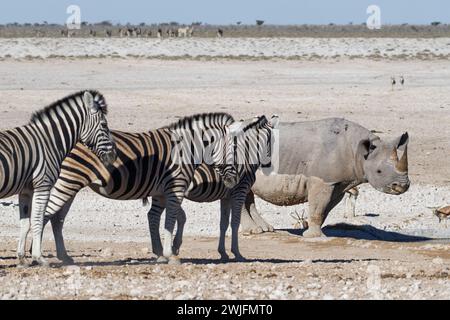 Rinoceronte nero (Diceros bicornis), femmina adulta che beve al pozzo d'acqua, zebre di Burchell (Equus quagga burchellii) in piedi davanti, Etosha NP, Foto Stock