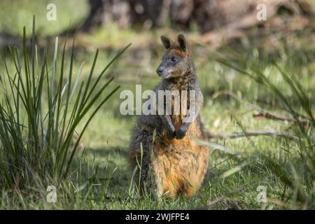 Un timido wallaby paludoso (Wallabia bicolor), noto anche come wallaby nero, tiene gli occhi aperti. Il marsupiale australiano ha una colorazione distintiva. Foto Stock